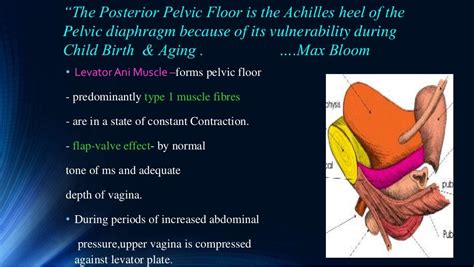 Vault Prolapse Pelvic Organ Prolapse Supports Of Uterus