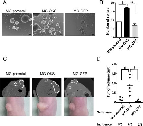 The Sphere Formation Ability In Vitro And Tumorigenicity In Vivo A Download Scientific Diagram