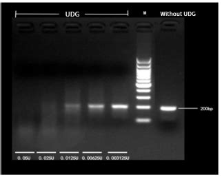 Uracil Dna Glycosylase Udg Ung U L Yeasen