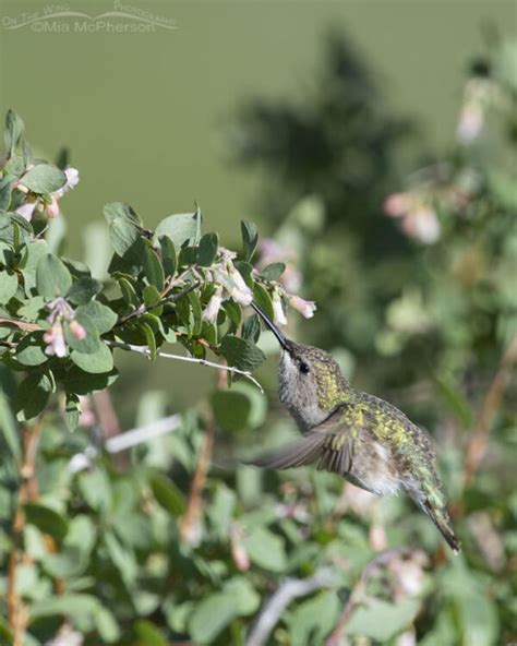 Female Broad Tailed Hummingbird At A Blooming Snowberry Mia Mcpherson