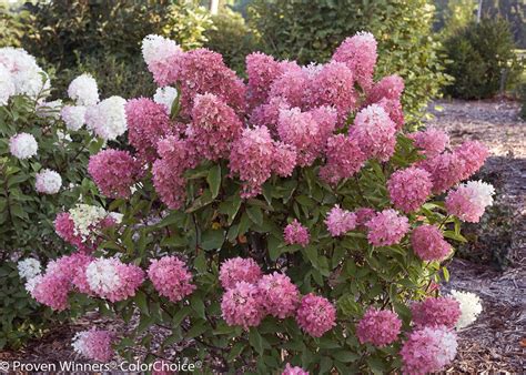 Zinfin Doll® Panicle Hydrangea Hydrangea Paniculata Images Proven