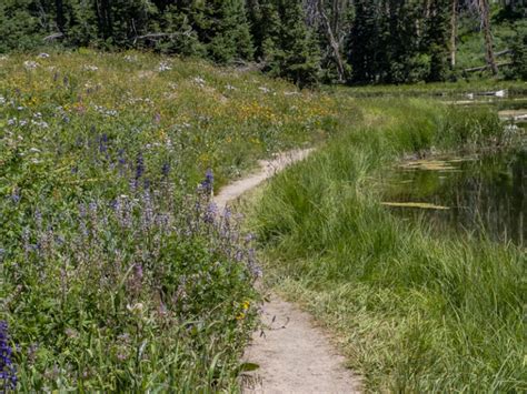 Cedar Breaks Wildflowers List Travel To Eat