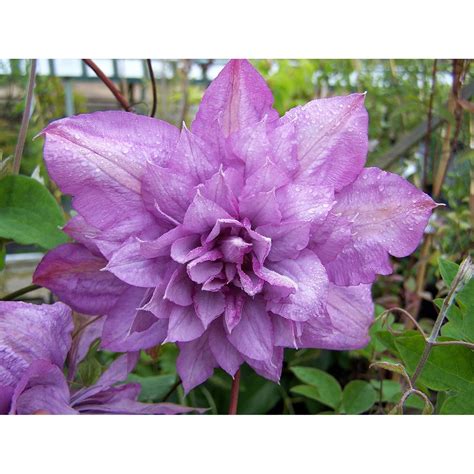 Clematis Proteus Live Plant In A 4 Inch Growers Pot Clematis