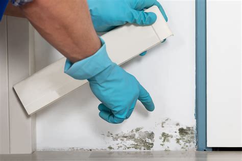 Understanding Mold Removal Where Is It Hiding In Your Home Solid