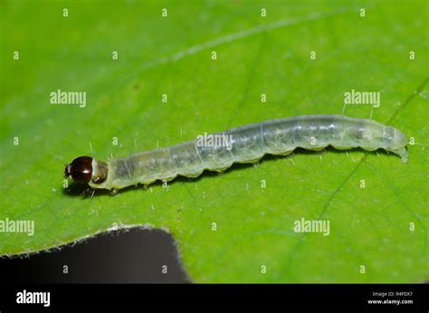 Larva lepidoptera hi-res stock photography and images - Alamy