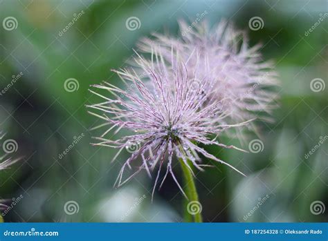 Eastern Pasque Flower Royalty Free Stock Photography Cartoondealer