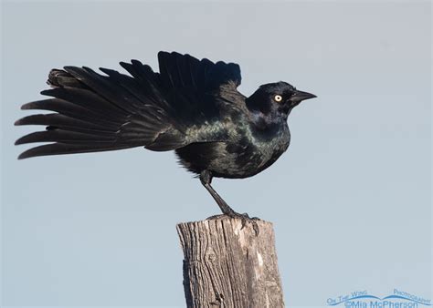 Brewers Blackbirds Mia Mcphersons On The Wing Photography