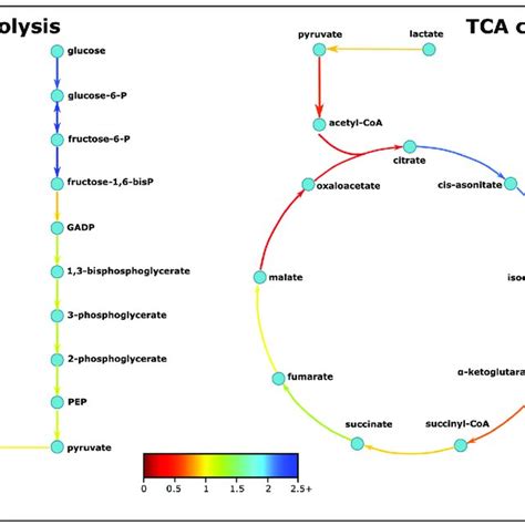 Simplified Glycolysis And Tricarboxylic Acid Cycle Pathways The Colors