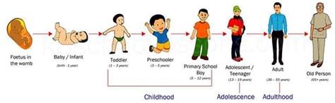 Human Life Cycle: Characteristics, Genetic Features, Sample Questions