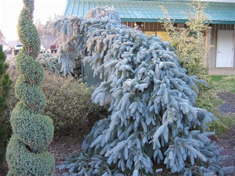 Picea pungens 'The Blues' from NVK Nurseries