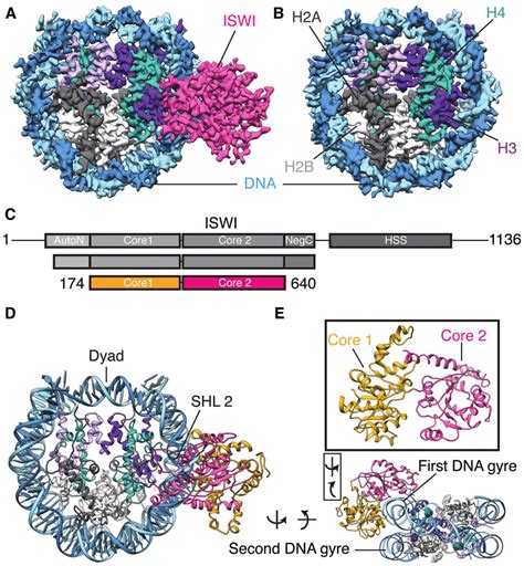 Structure Of The Iswi Nucleosome Complex A And B Cryo Em Density