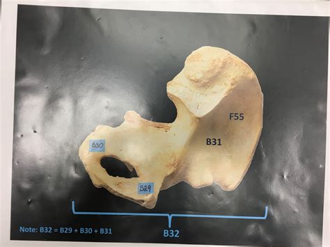 pelvic bone, hip bone Diagram | Quizlet