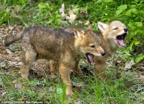 White Wolf : Adorable coyote pups learn to make their eerie signature ...