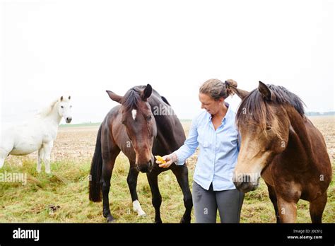 Woman Feeding Horses In Field Stock Photo Alamy