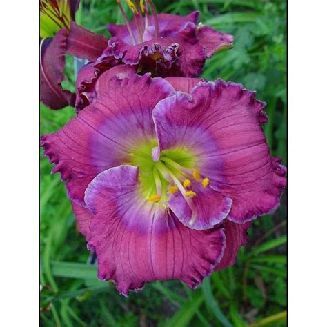 Daylily Lavender Blue Baby Reblooming Daylilies Day Lilies Flower