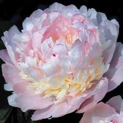 Paeonia Eden S Perfume Exotic Flowers Planting Peonies Peonies Garden