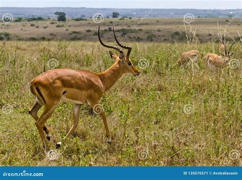 African Antelope. Wildlife Savanna in Africa Stock Image - Image of ...