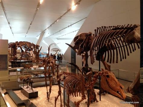 Exploring History And Culture At The Royal Ontario Museum Tripologist