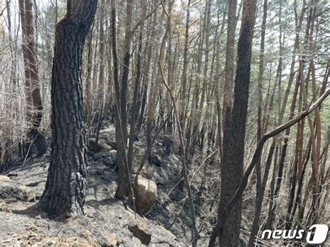 경남 하동 산불피해지 생태복원국립공원·백두대간 보호지역 네이트 뉴스