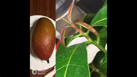 Как вырастить МАНГО!!! (ИЗ ПЕРУ) ПОНРАВИЛСЯ ОКРАС, ПРЕДПОЛАГАЮ ДРУГОЙ ...