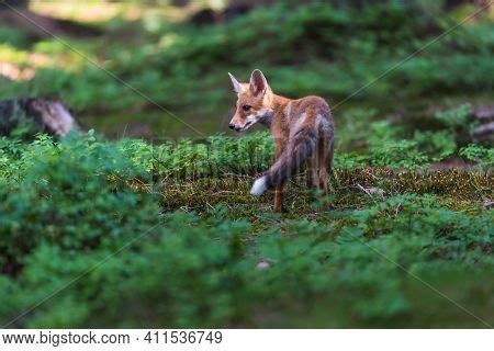 Red Fox. Species Has Image & Photo (Free Trial) | Bigstock