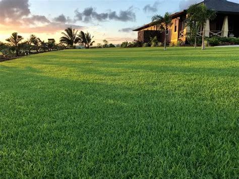 10 Best Grass For Florida Lawn Mower On The Lawn