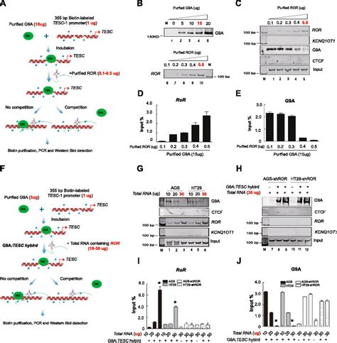 ROR Competes With G9A At The TESC Promoter In Vitro A Schematic