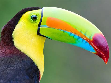 🔥 A colorful Toucan 🔥 : r/NatureIsFuckingLit