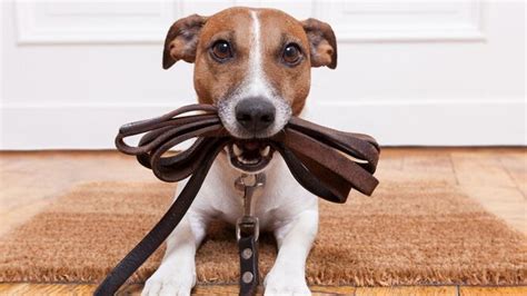 Las Mejores Correas Para Perros Qué Tener En Cuenta A La Hora De