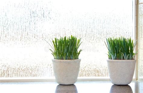 Potted Plants by Office Window Stock Photo - Image of growth, home ...