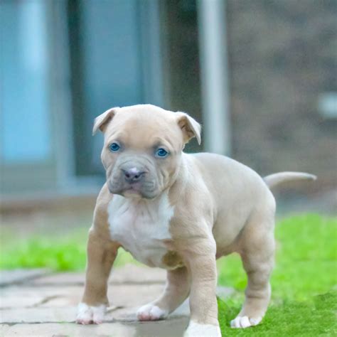 Gotti pitbull | Xl pitbulls| Female pitbull