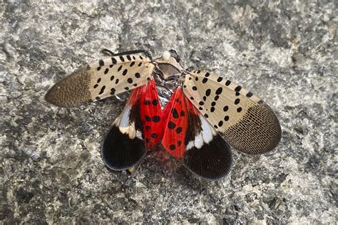 First sighting in Wisconsin of invasive spotted lanternfly could happen ...