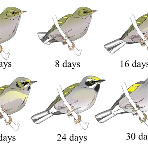 Observed Plumage Development Of Fledgling Golden Winged Warblers From Download Scientific