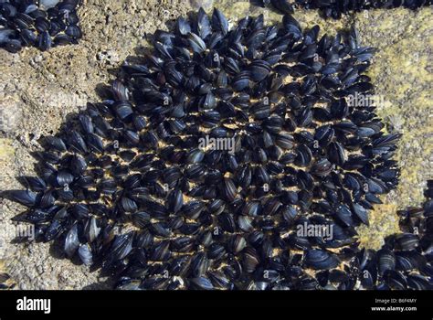 Blue Mussel Bay Mussel Common Mussel Common Blue Mussel Mytilus