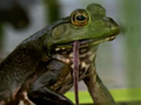 Bullfrogs Eat Everything | National Geographic - YouTube