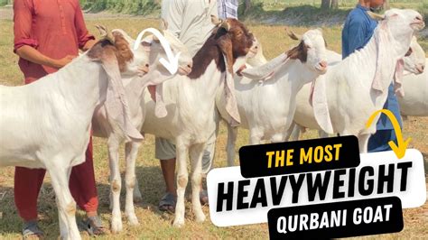 Heavyweight Gulabi Goats Of Nagra Farm Qurbani K Bakray Heaviest