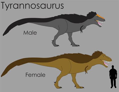 T. Rex Size Comparison by LouJunior on DeviantArt