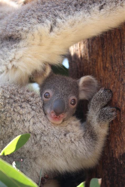 Peekaboo! Koala Joey Emerges from Pouch - Animal Fact Guide