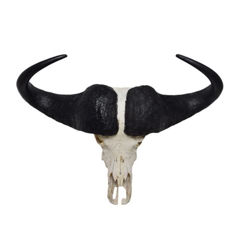 Javelina Skull Taxidermy Mounts For Sale And Taxidermy Trophies For Sale