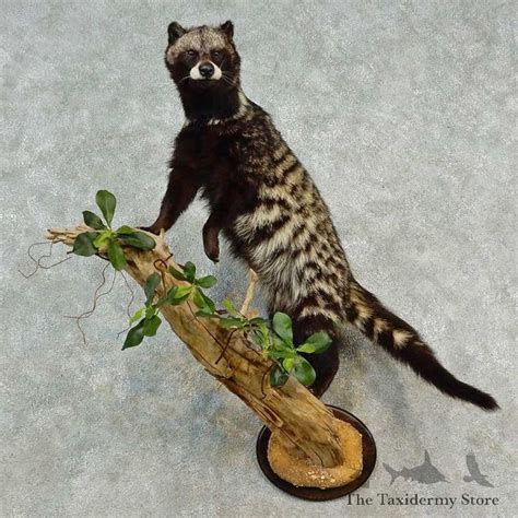 African Civet Cat Mount For Sale #16544 - The Taxidermy Store