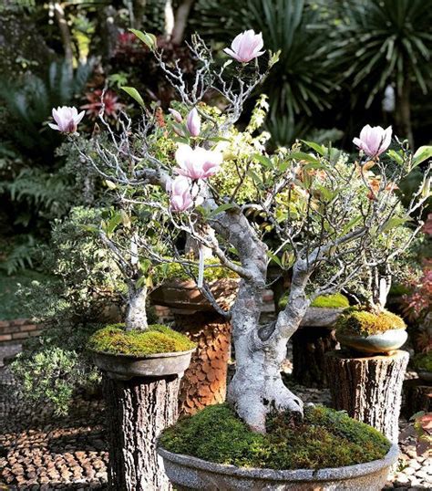 27 Best Magnolia Bonsai Tree Pictures Balcony Garden Web