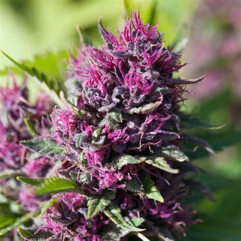 Las 9 Mejores Variedades Purple WeedSeedShop