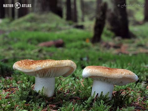 čirůvka celerová | NaturAtlas.cz