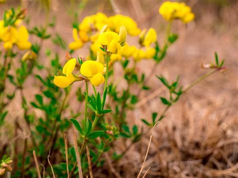 Ultimate Guide To Bird S Foot Trefoil Lotus Corniculatus Petal Republic