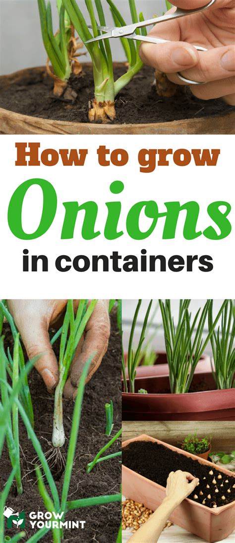 How To Grow Onions In Containers And Have Fresh Vegetables Throughout