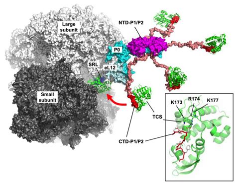 Toxins | Special Issue : Plant Toxins