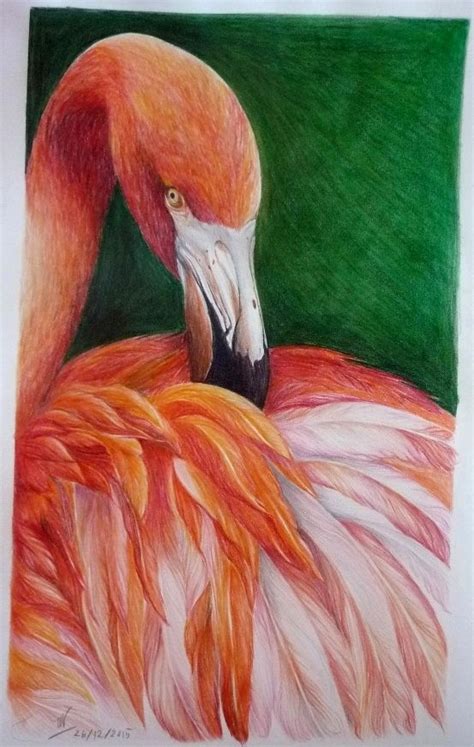 Red Flamingo Pencil Color Drawing Using Prismacolor Pencils Colour