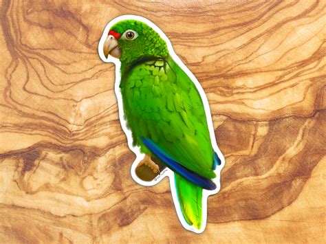 Cotorra Puertorrique A Puerto Rican Parrot Sticker Iguaca Puerto