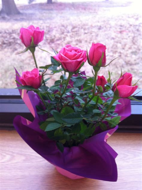 Miniature Roses - Beautiful and Timeless