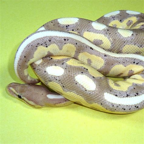 Banana Cinnamon Ball Python - baby